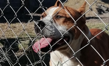 Imagen de la nota: Denuncian el robo de un perro y ruegan su devolución