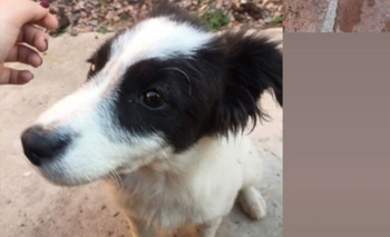 Imagen de la nota: Buscan a los dueños de una perra