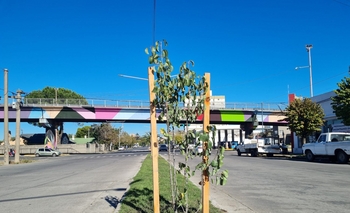 Imagen de la nota: Se plantaron árboles en los separadores de las avenidas