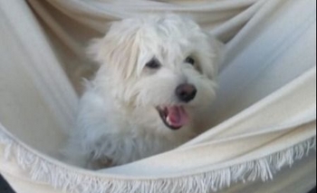 Imagen de la nota: Mascotas perdidas: buscan a Peluchín y a Jorge