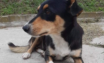 Imagen de la nota: Su dueño la abandonó y buscan una familia