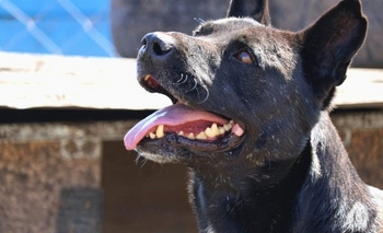 Imagen de la nota: Apareció un murciélago con rabia y vacunarán a mascotas del Microcentro