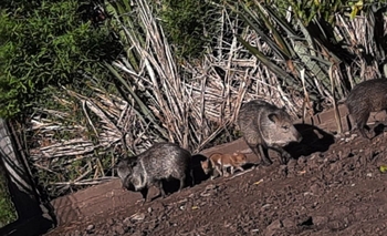 Nacieron tres crías de pecarí de collar Imagen de la nota: Nacieron tres crías de pecarí de collar