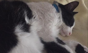 Imagen de la nota: Mascota perdida: buscan a Silvestre