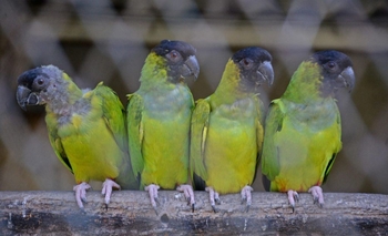 Nacieron loros habladores en el Bioparque “La Máxima” Imagen de la nota: Nacieron loros habladores en el Bioparque “La Máxima”