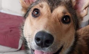 Imagen de la nota: Mascota perdida: buscan a Emma