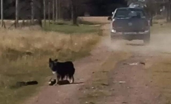 Imagen de la nota: UPA: “El abandono de animales es diario”