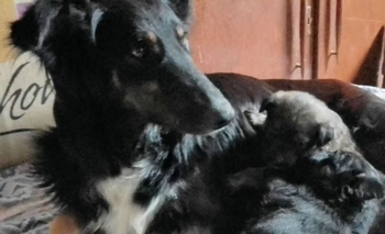 Imagen de la nota: Final Feliz: la perrita abandonada  fue adoptada