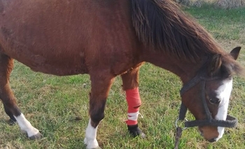 Imagen de la nota: Desapareció su yegua y ofrece $5.000 por datos de su paradero