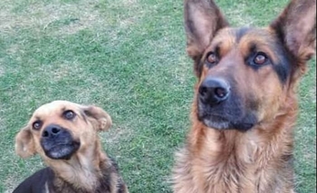 Imagen de la nota: Buscan a un Pastor Alemán que no regresó a su casa