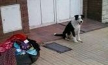 Imagen de la nota: Una familia busca a su perro Rufo