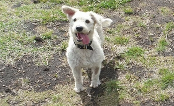 Imagen de la nota: Desesperada búsqueda de Tito: ofrecen $300.000 de recompensa