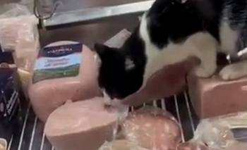Imagen de la nota: Video: un gato comió jamón de la heladera de una fiambrería y clausuraron el local en Mar del Plata
