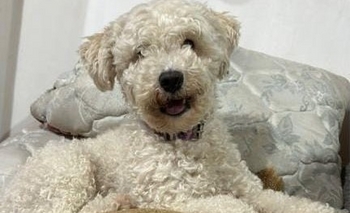 Imagen de la nota: Buscan a Inka y ofrecen recompensa para quien la devuelva