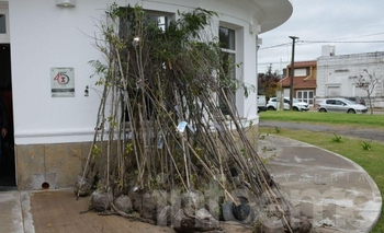 Imagen de la nota: Se viene la charla sobre preservación del arbolado urbano