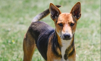 Jueves de adopciones en Bromatología: presentaron a Colapinto Imagen de la nota: Jueves de adopciones en Bromatología: presentaron a Colapinto