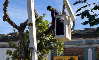 Imagen de la nota: El Municipio informó que la poda en la plaza central es 