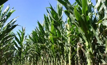 Imagen de la nota: Desde 2027 también bajarán las retenciones al maíz, el girasol y el sorgo