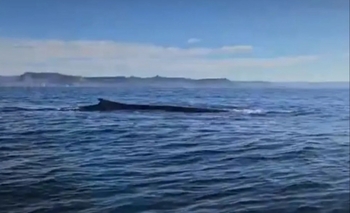 Imagen de la nota: Primer registro de una ballena Azul en Comodoro Rivadavia