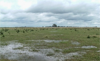 Los efectos de inundaciones sobre pastizales naturales Imagen de la nota: Los efectos de inundaciones sobre pastizales naturales