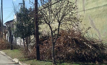 Imagen de la nota: Difunden el cronograma de recolección de poda