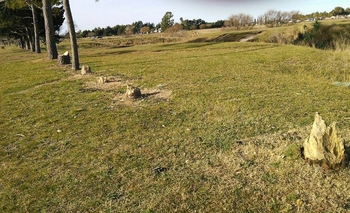 Imagen de la nota: Denuncian tala de árboles en el Parque Sur