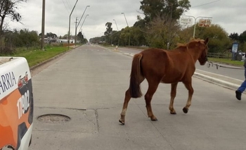 Imagen de la nota: Infracción por dejar animales sueltos en la vía pública