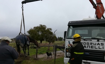 Imagen de la nota: Rescataron a una yegua que cayó a un pozo 