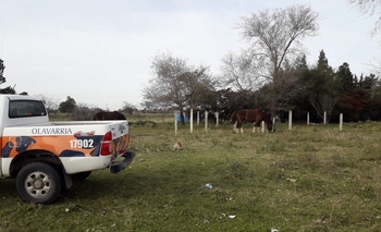 Imagen de la nota: Infracción por dejar caballos sueltos en la vía pública