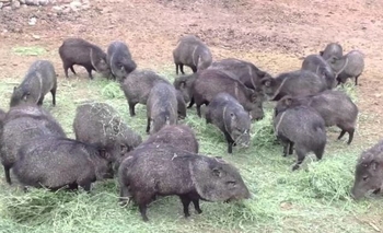 “La Máxima” trabaja en un programa de restauración de fauna Imagen de la nota: “La Máxima” trabaja en un programa de restauración de fauna