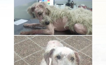 La impresionante transformación de “Giménez” Imagen de la nota: La impresionante transformación de “Giménez”