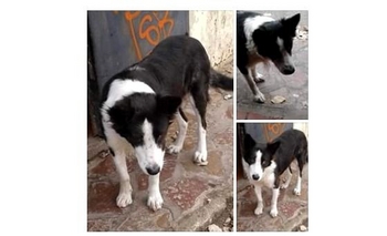 Buscan adoptante para un perrito ciego que fue abandonado Imagen de la nota: Buscan adoptante para un perrito ciego que fue abandonado