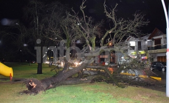 Imagen de la nota: Por la tormenta, se cayó un árbol en el Parque Mitre