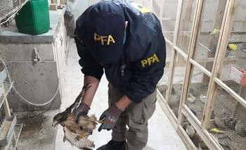 Imagen de la nota: Bolívar: Vendían especies de aves protegidas vía Facebook