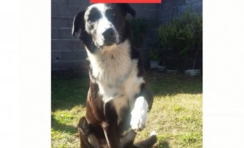 Fue atropellado, lo rescataron y ahora le buscan una familia Imagen de la nota: Fue atropellado, lo rescataron y ahora le buscan una familia