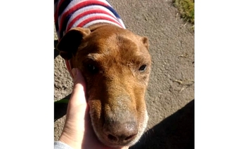 “Roque” en adopción responsable Imagen de la nota: “Roque” en adopción responsable