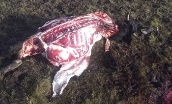 Faenaron siete vacunos en un campo  Imagen de la nota: Faenaron siete vacunos en un campo