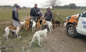 Imagen de la nota: Cuatro demorados por caza  furtiva con perros galgos