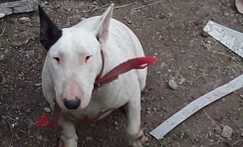 Imagen de la nota: Búsqueda de una perra perdida 