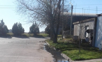 Imagen de la nota: Reclamo por “plantas que levantan el pavimento”