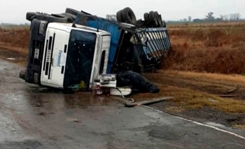 Imagen de la nota: Volcó camión de empresa local que llevaba novillos 