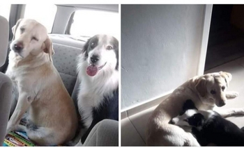 Imagen de la nota: Mascota perdida: buscan a una labradora