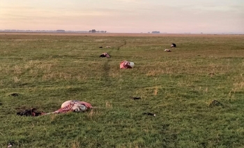 Continúan los abigeatos: faenaron seis animales en una sola noche Imagen de la nota: Continúan los abigeatos: faenaron seis animales en una sola noche