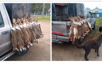 Imagen de la nota: Cazaron 57 liebres y las llevaban colgando de una camioneta