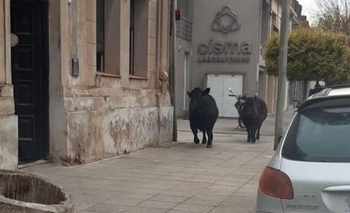Imagen de la nota: volcó un camión, se fugaron las vacas e invadieron la ciudad
