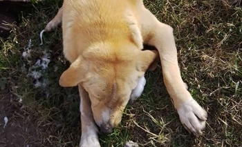 Imagen de la nota: Envenenaron a los dos perros de un vecino