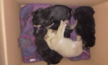 Imagen de la nota: Los encontraron en un descampado y buscan urgente una familia