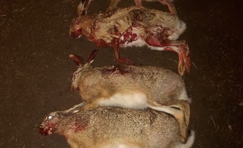 Imagen de la nota: In Fraganti: cazaba liebres en Santa Luisa y lo atraparon