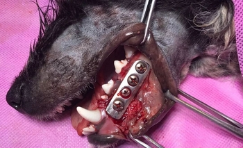 Imagen de la nota: Apareció con la mandíbula fracturada en el penal de Sierra Chica y piden ayuda para pagar su costosa operación