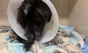 Imagen de la nota: Bandido empezó a comer y falta poco para poder pagar su operación